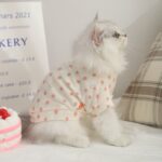 O1CN016DAghG2IOSfdouXaC_!!973159276-0-cib